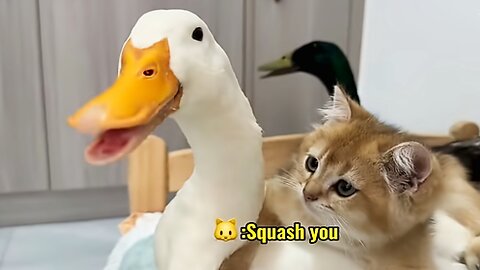 The duck bullied the big black cat, but in the end the kitten conquered the duck! | Funny Moments