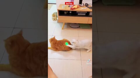 Funny Cats doing funny things #shorts funny animals tik tok 2021