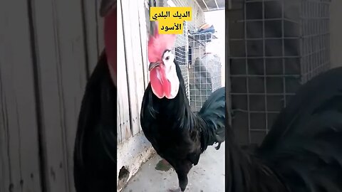 الديك البلدي الأسود كيوت روعة مرحبا