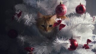 Cats as the main decoration of the Christmas tree