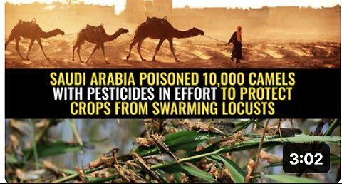 Saudi Arabia poisoned 10,000 camels with pesticides in effort to protect crops from swarming locusts