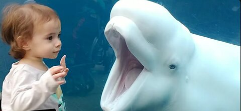 Funny Kids at the Aquarium | Girl SPOOKED By A Beluga Whale!