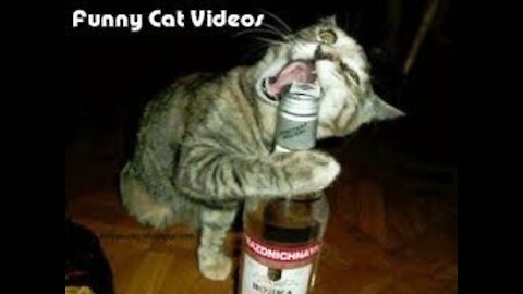 Funniest Cats | Don't try to hold back Laughter | Funny Cats Life| Funny cat compilation video| cat