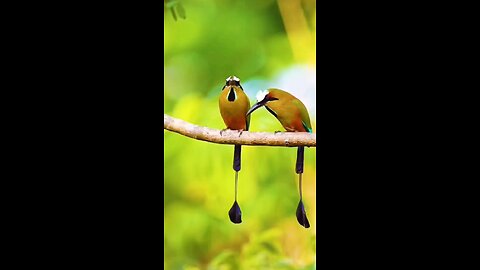 love bird couple video