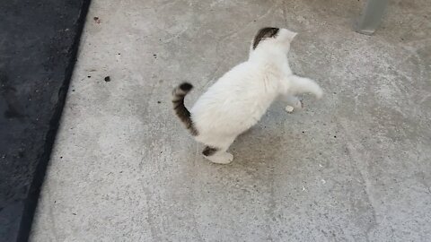 Dribbler White Cat Possessing Messi.(62day old cat - part4)