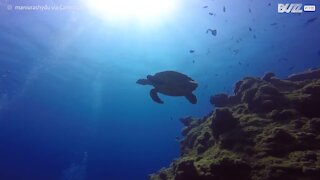 Megulhadores nadam com tartaruga marinha