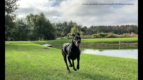 Funny Great Danes' Ears Go Flying As They Gallop Like Horses