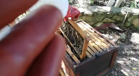 SOUTH AFRICA - Johannesburg - Bee Day (video) (Fdf)