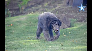 Honolulu Zoo reopens Malay sun bear exhibit