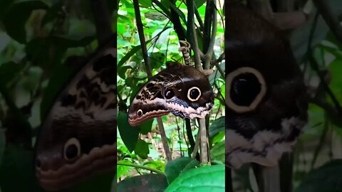 Life Cycle of Giant Blue Morpho Butterfly