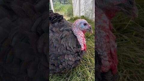 Turkey Legend Mr Grumpy #turkey #farming