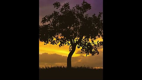 Peaceful Tree: Amazing Colors and Calming Music in Nature #shorts