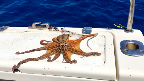 Baby Octopus Before and After!