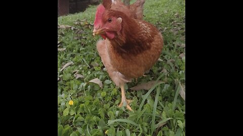 Emprendimiento Gallinas Ponedoras