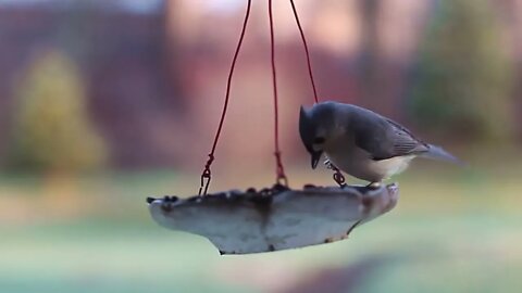 Beachfront B roll Birds and Feeder Royalty Free Footage