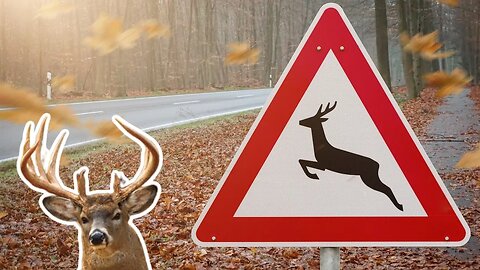 How BIG BUCKS use paved roads to their advantage!