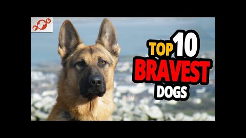 Top 10 bravest dog breeds in the world