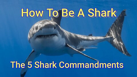 How To Be A Shark: The 5 Shark Commandments