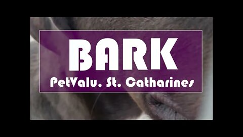 BARK dogs for adoption at PetValu, week of Oct 27, 2021