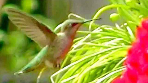 IECV NV #313 - 🐤 Hummingbird Checking Out The Azalea 5-18-2017