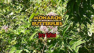 Monarch Butterflies