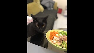 Cat joins owner on treadmill for workout session