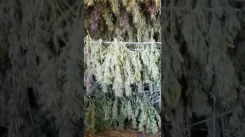 Walking through a large hemp farm in rural North Dakota