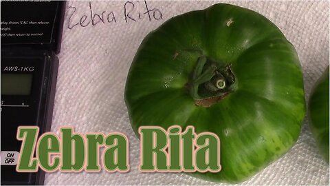 Tomato Review: Zebra Rita