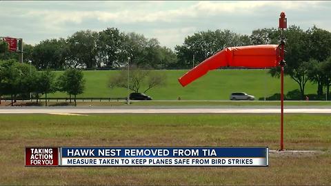 TIA moving hawk's nest to prevent bird strikes