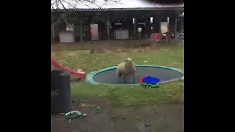 Sheep on Trampoline!!