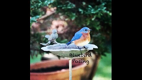 So Sweet to See Mama Bluebird Feeding her Fledgling