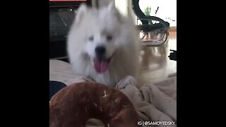 Cute Samoyed happily receives big toy donut