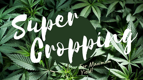 Super Cropping For Maximum Yield