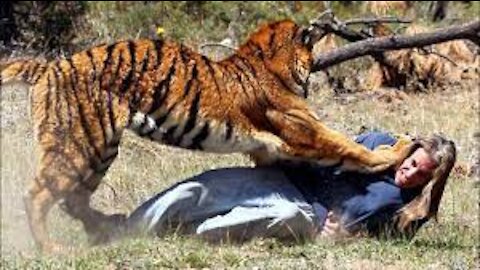 A Tiger Attacks a Tribe That Celebrates 8-th of March