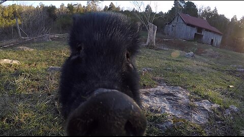 WE LOVE PUMBA, THE EAST TENNESSEE PIG!