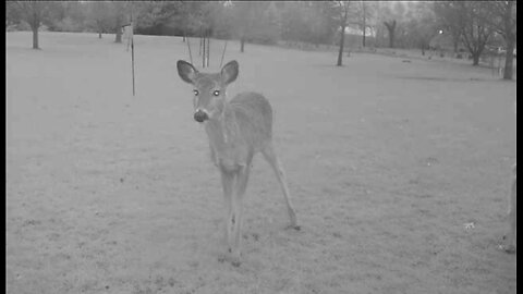 DeerCams #020