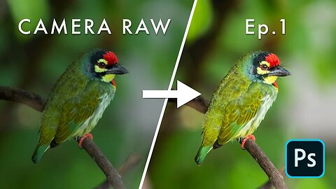 Adobe Camera RAW BEFORE & AFTER | Ep 1 - Bird Photography POST PROCESSING