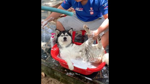 This good boy is absolutely loving his spa day!