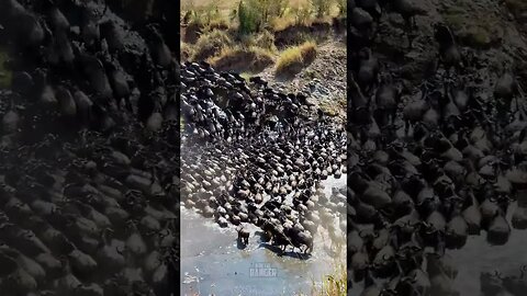 Great Migration River Crossing #shorts | #ShortsAfrica | #Augdailyshorts