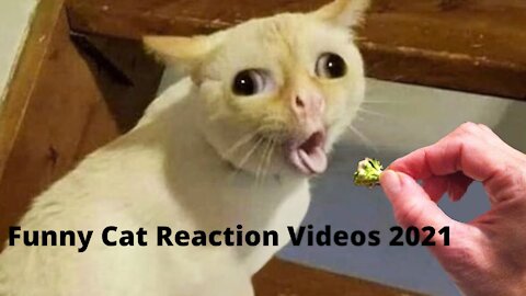 Funny Cat Reaction Videos 2021 part#1