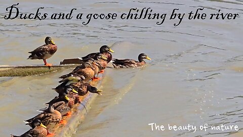 Ducks and a goose chilling by the river / beautiful animal nature video with relaxing music.