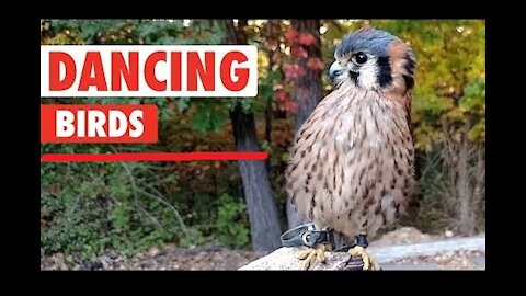 Watch and Laugh with Funny Dancing Bird