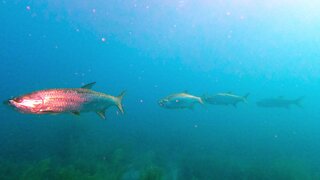 Scuba diver meets school of giant tarpon hunting in Belize