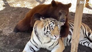 Urso e tigre se tornam grandes amigos