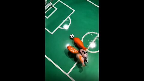 Fish soccer match