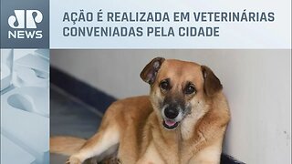 Prefeitura de São Paulo promove a virada da castração para cães e gatos