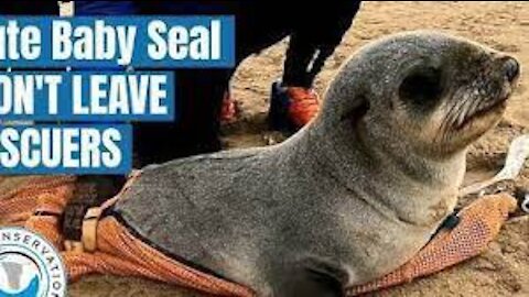 Cute Baby Seal Won't leave His Rescuers!