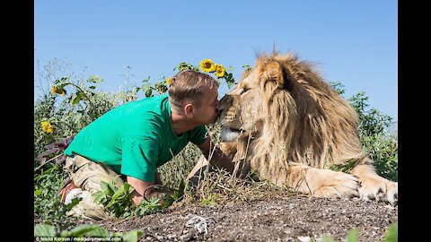 Friendly Lion- Jumps into open vehicle full of tourists on safari tour