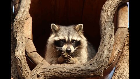 CRACKLE RACCOON EXPLAINS WHY HE IS NOT MARRIED!!!