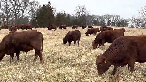 Greg explains how to calculate how much winter stockpile to give your livestock with daily moves.